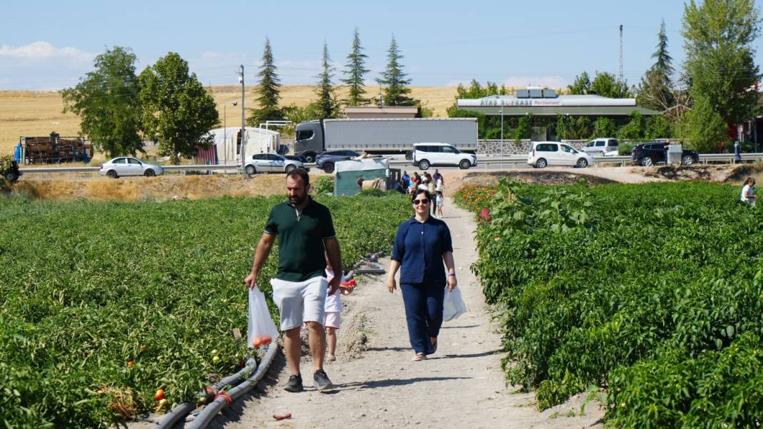 Kış hazırlıklarının olmazsa olmazı! Bu domateste hasat farklı oluyor: Herkes kendi topluyor 3